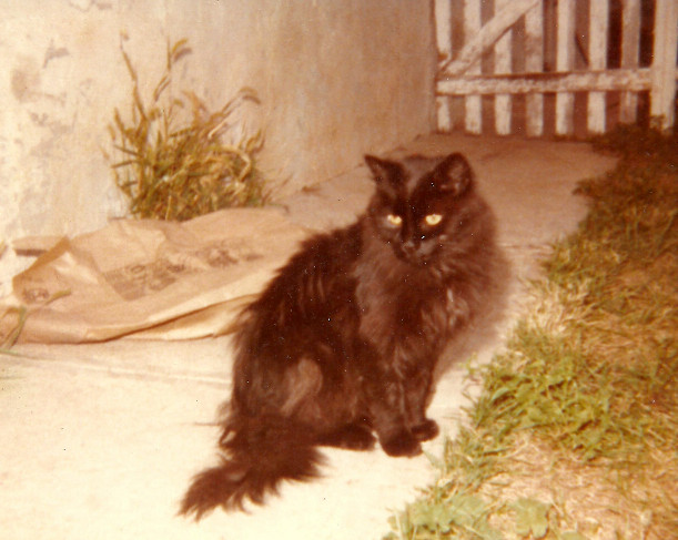 scanned photo of a black cat sitting on a sidewalk outside