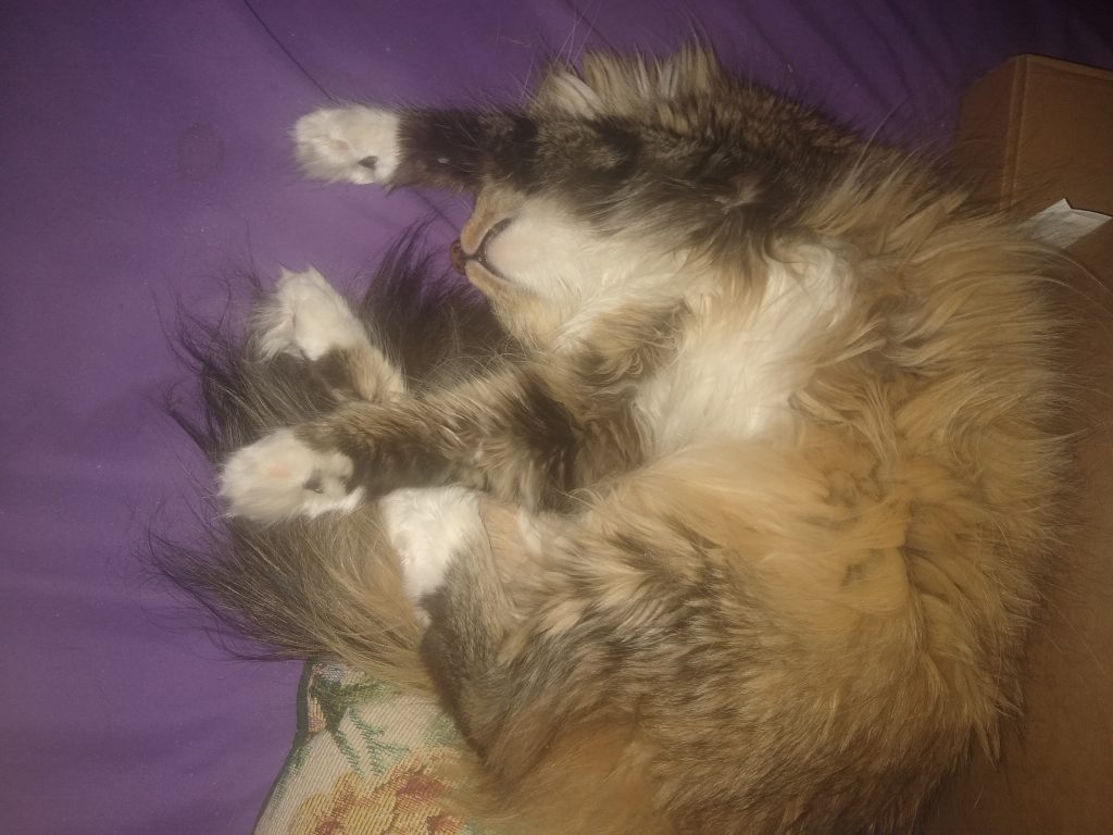 long hair tabby with white belly & feet sleeping on her back