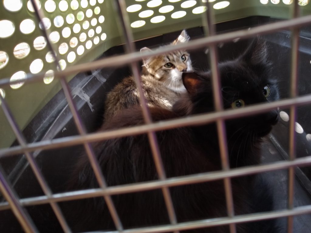 two cats in a cat carrier, the one in the back has a tabby top with white jaw & throat, the cat in front is solid black