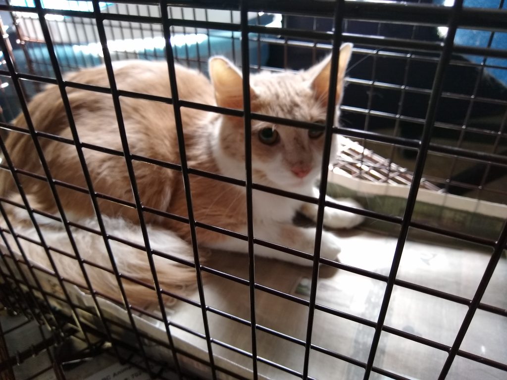 a light orange and white tuxedo cat lays in a metal cat trap