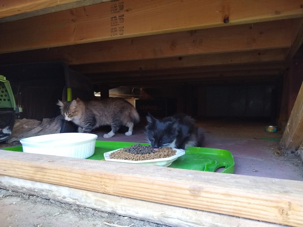 two cats under a porch eating and drinking, the cat on the left has tabby markings except for the nose and socks, the other cat is a black & white tuxedo