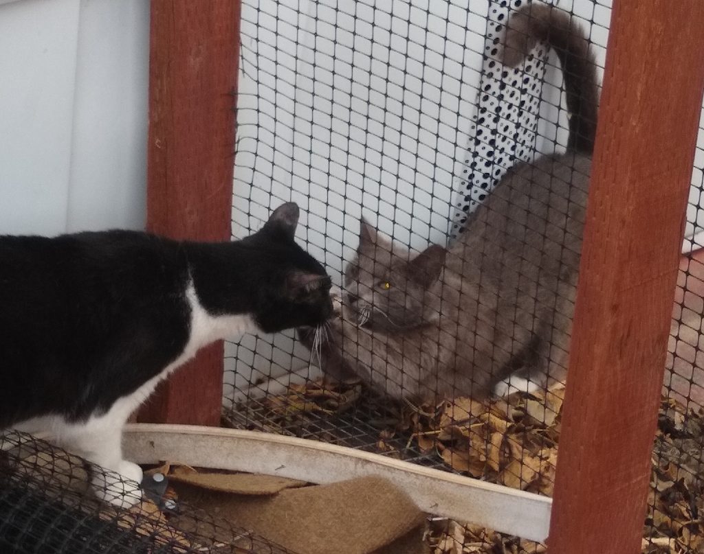 B&W tuxedo cat touching noses with a grey & white tuxedo cat through deer netting