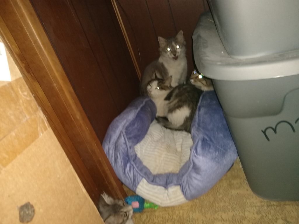 three adult cats in the back corner of a closet on a cat bed, a smaller kitten in the foreground just outside the closet