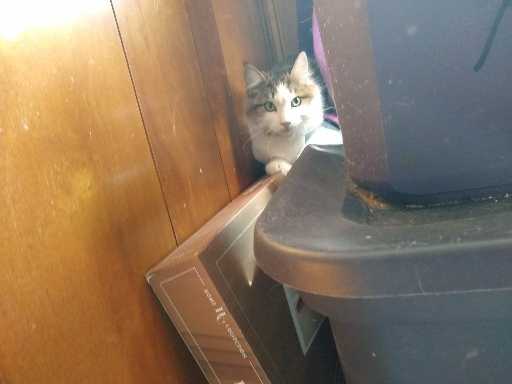 a long hair cat that is tabby on top and white from the forehead down sits on some boxes