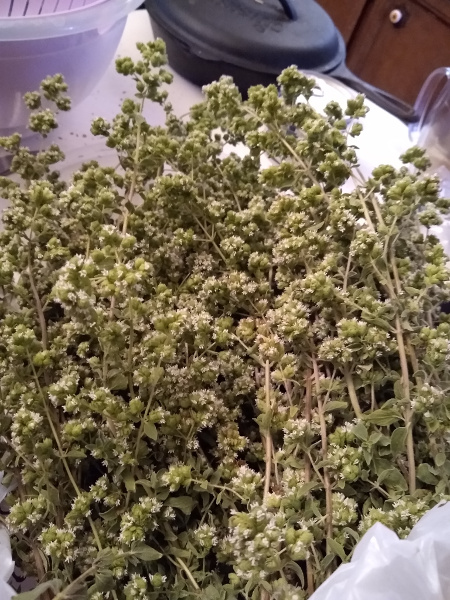 a large bunch of flowering oregano, mostly a light green with small white flowers