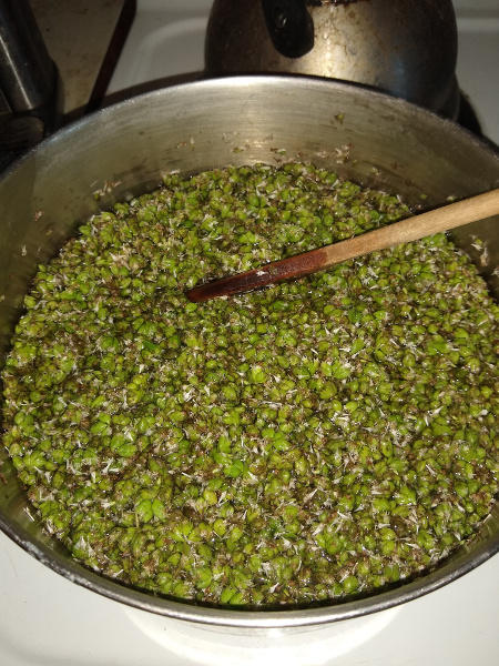 a large pot filled with water and oregano flowers and buds, a wooden spoon rests in it