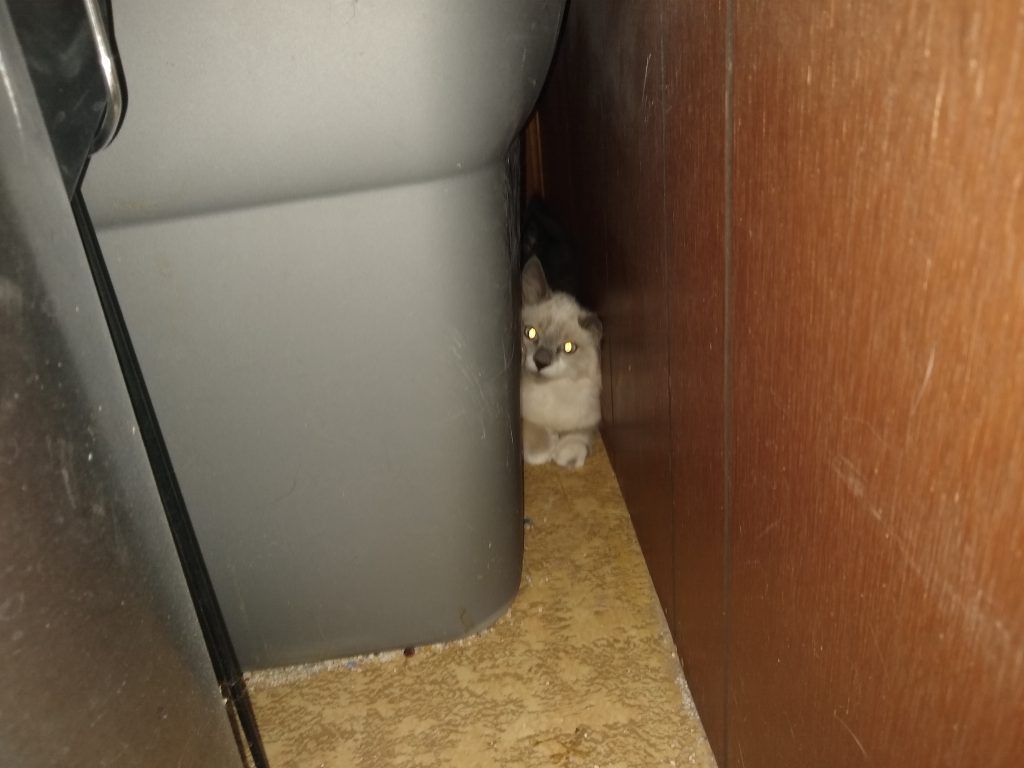 a seal point kitten hides between the wall and a plastic tub