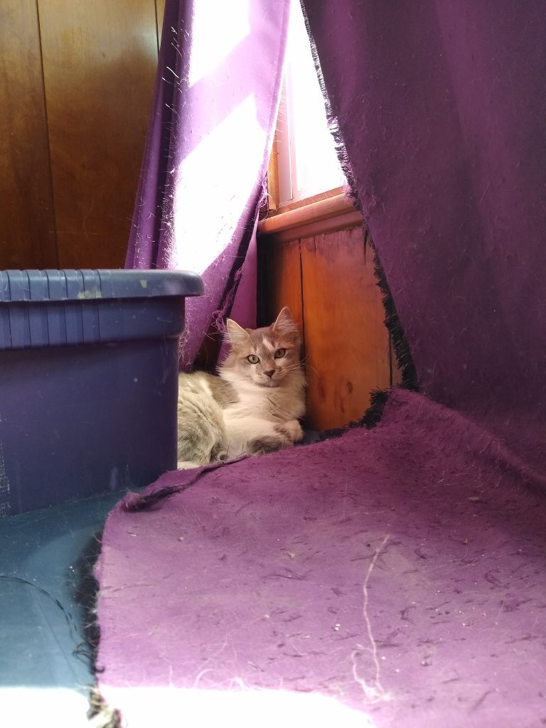 a white and light grey splotched long hair cat reclines on a plastic tub between two purple curtains