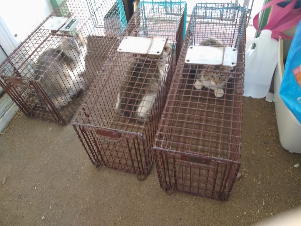  cats in individual cat traps on a porch