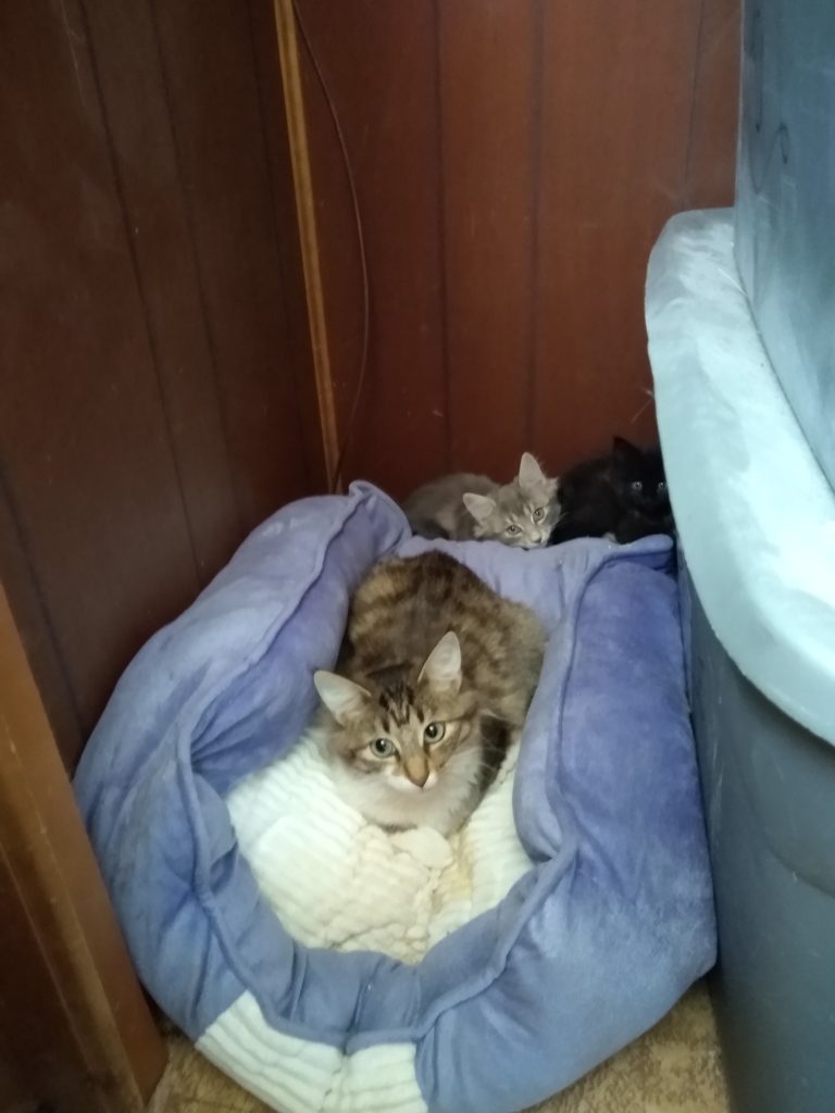 a long hair tabby, with white mouth and belly, sits on a cat bed, behind her are two kittens, one is light grey tabby and the other is all black