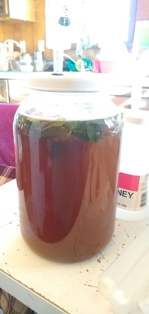 full view of a one gallon wide mouth glass fermenter with airlock, contents are amber liquid and mint leaves